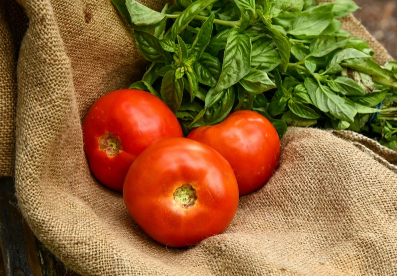 Tomates fraîches et basilic